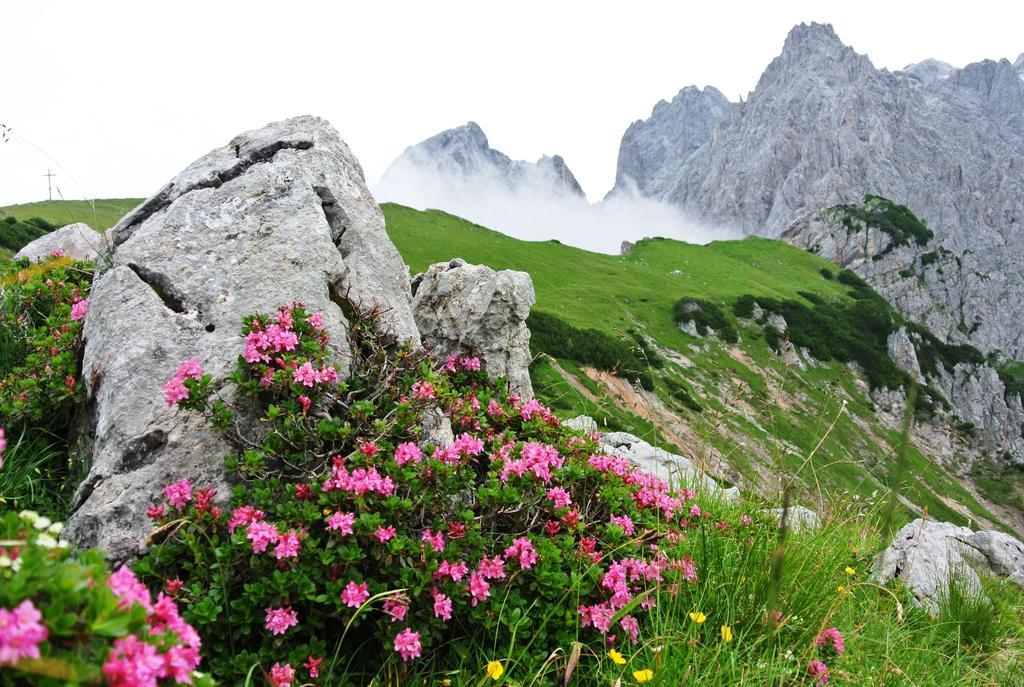 Pension Bergpracht Ramsau am Dachstein Ngoại thất bức ảnh